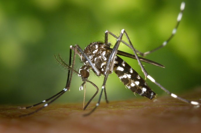 insect malaria